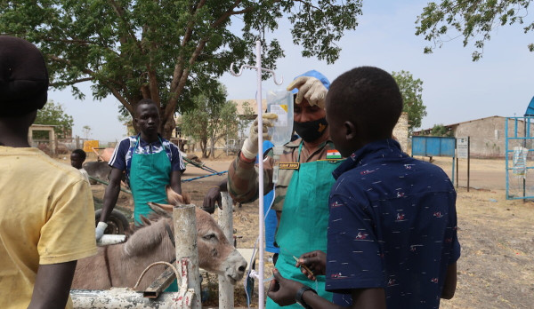 Love all, serve all: Diverse crowd of beasts benefit from weekly vet services in Malakal