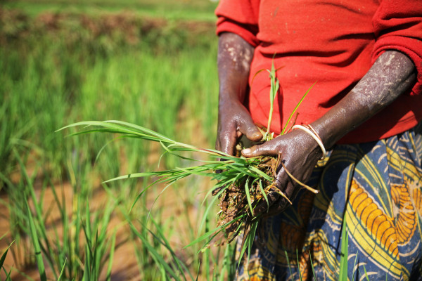 The Gambia: African Development Fund Approves Additional $3.3 Million Financing for Rice Value Chain Transformation Program