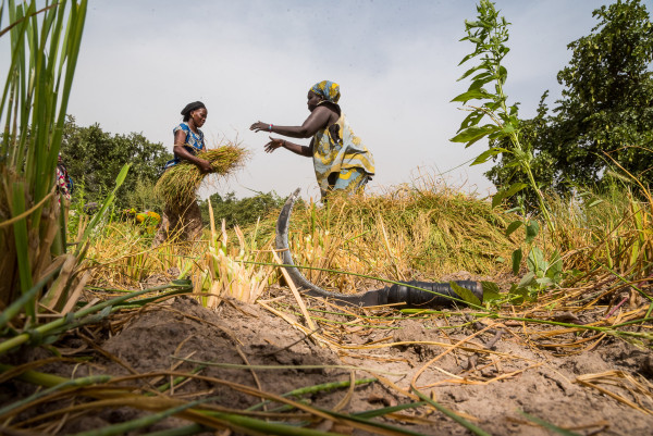 Gambie : la Banque africaine de développement accorde un financement supplémentaire de 16 millions de dollars pour renforcer l’agriculture et la sécurité alimentaire