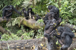 Totaka Bonobos_.jpg