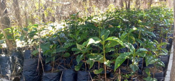Seedling Support from Turkish Cooperation and Coordination Agency (TİKA) for the Coffee Producers in Madagascar