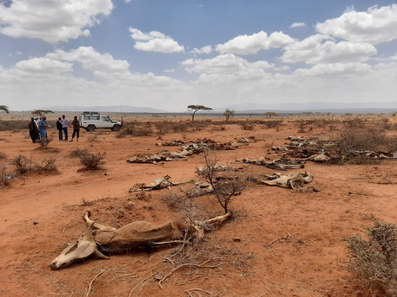 Afrikan sarven kuivuus on kilpajuoksu aikaa vastaan ​​– “Auta meitä nyt”, humanitaarisen avun johtajat vetoavat