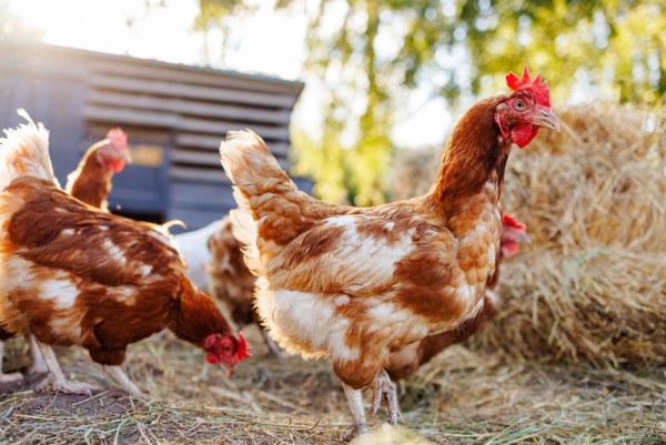 Benin: African Development Bank to invest €102 million to boost poultry meat production