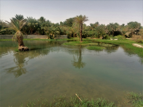 Fish Farming in Northern Niger boosts Local Economy