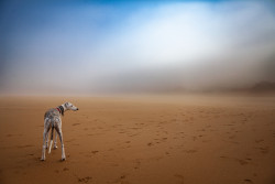 Carlos-Salvador-from-Spain-captured-this-strikingly-ethereal-image-of-a-dog-on-a-foggy-beach.jpg
