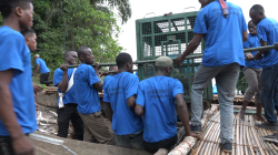 Putting_cages_with_bonobos_on_raft_2(2) (002).png