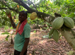 Cocoa farmer Gh.PNG