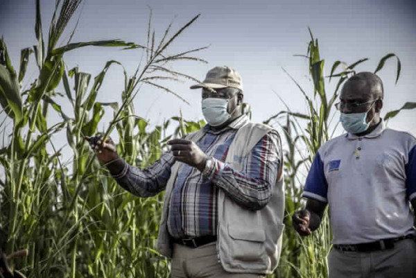 Coronavirus - Africa: Food and Agriculture Organization (FAO) launches the new COVID-19 Response and Recovery Programme outlining seven key priority areas