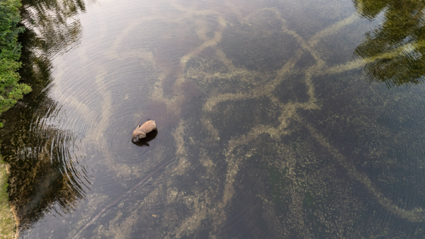 Forest Stewardship Council