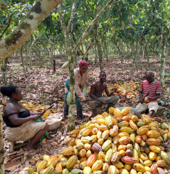 cocoa farmers Gh 1.jpg