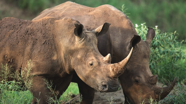 Embassy of the United Republic of Tanzania Tel Aviv, Israel