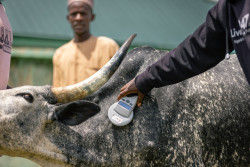 Livestock-microchipping-in-Ganawuri-Plateau-state-Nigeria3.-Photo-SPARC_Elphas-Ngugi.jpg