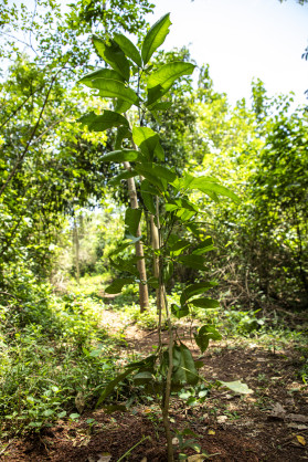 <div>Milestone achieved with Eastern Africa's First Forest Stewardship Council® (FSC®) Ecosystem Services Claim</div>