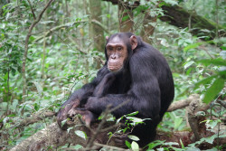 Chimpanzi.JPG