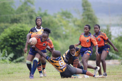 Blue Whales and Ewes .jpg