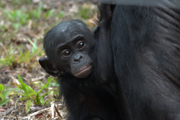 Endangered Bonobos Returned to Wild - Second Time in History