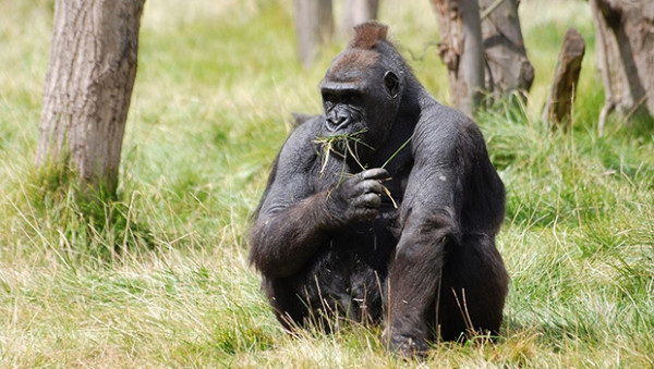 Rwanda visit highlights Gorilla climate change fight