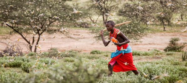 Locust infestation in East Africa: Germany supporting emergency measures