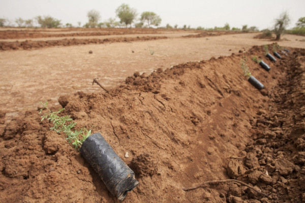 Food and Agriculture Organization (FAO)