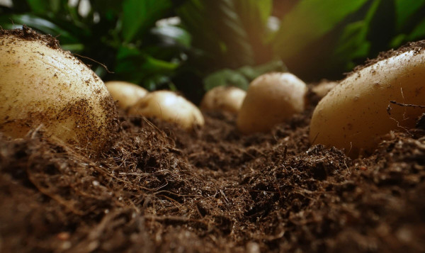 Fertilizers Rich in 3 Vital Minerals Vastly Enhance Potato Yields, New Study Finds