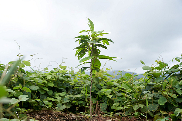 Forest Stewardship Council (FSC) Launches New Forest Management Requirements for Liberia