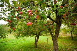 apple-orchard.jpg