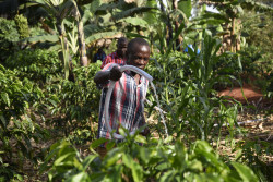 -FAO---Farmers-water-coffee-plants-in-Nakaseke-Uganda-in-October-2016.jpg
