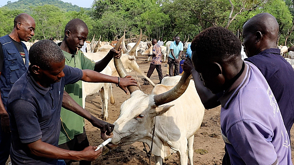 United Nations Mission in South Sudan (UNMISS)