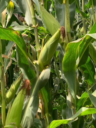 Boosting Farm Productivity is the Key to Unlocking the Full Economic Value of Ethiopia’s Agricultural Sector