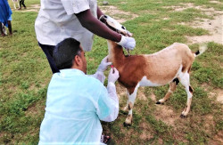 WHO Mauritania 22 Dec 2022.jpeg