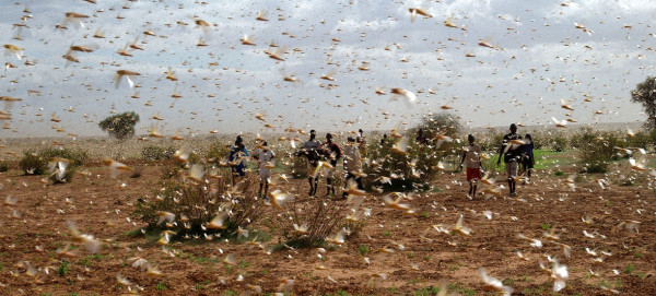 More Funding Needed to Combat Locust Swarms ‘Unprecedented in Modern Times’