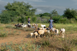 Livestock-in-Turkana-Kenya-SPARC_Elphas-Ngugi-1.jpg