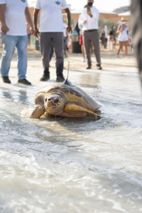 Jumeirah Group's Dubai Turtle Rehabilitation Project Reaches Important Milestone with Latest Release