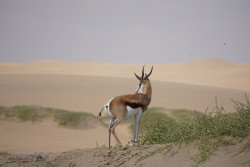 Namibia 1 - Credit Nikhil Advani WWF US.JPG