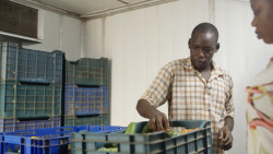 Farmer Prepares Food for Market.jpg
