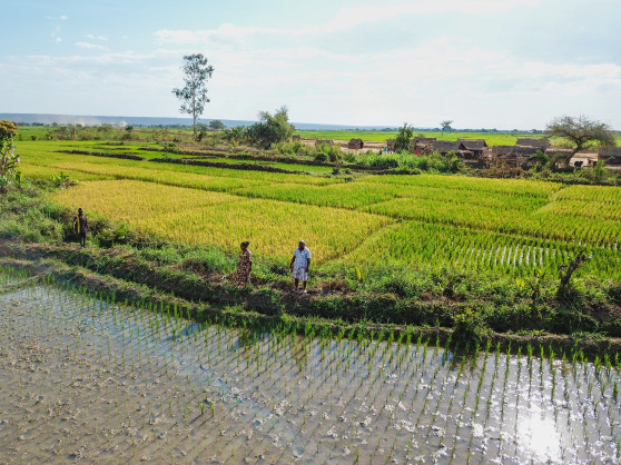 Madagascar: Yields increase for youth enterprises, thanks to an African Development Fund Project