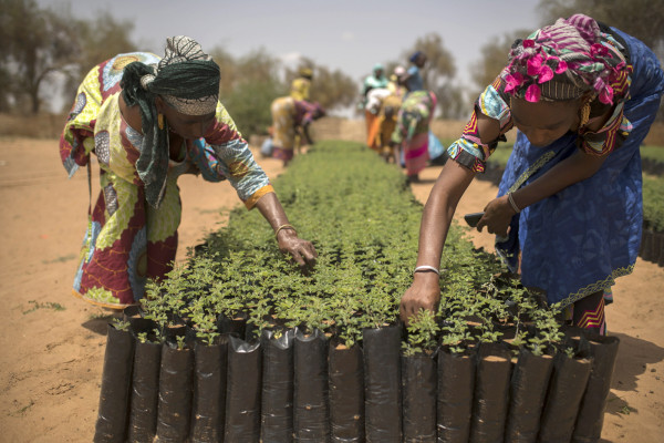 Africa's Great Green Wall gives viable return on investments, FAO-led study finds