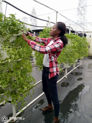 African Development Bank-funded enterprise produces affordable, healthier vegetables using urban rooftop hydroponics