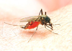Emb of Tanzania - Malaria 30 Aug.jpeg
