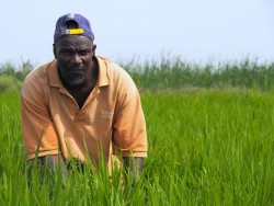 A lead farmer checks his rice field in Senegal.jpg