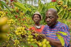 NP 2030 Coffee farmers Pic option 1.jpg